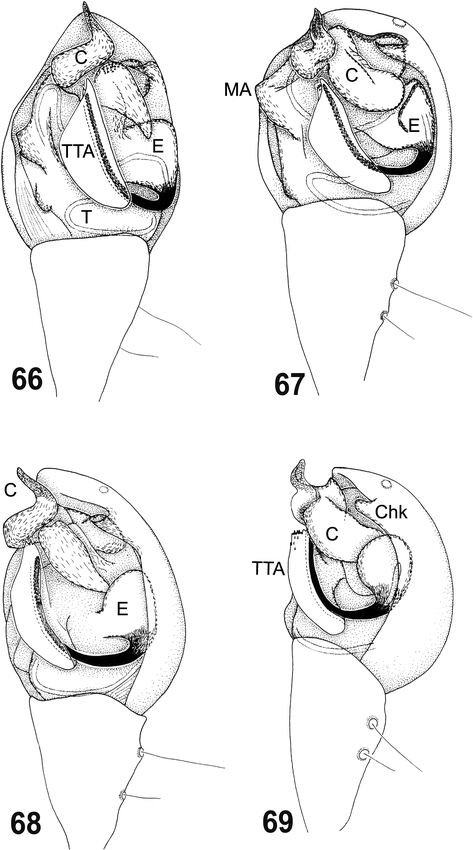 MORPHOLOGY AND EVOLUTION OF COBWEB SPIDER MALEGENITALIA (ARANEAE ...