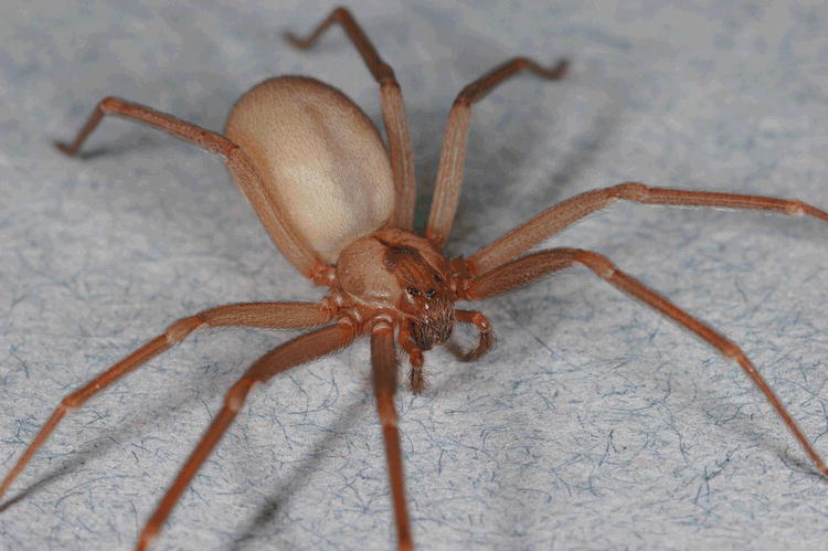 Itsy Bitsy Spider, Big Time Danger: Systemic loxoscelism EMRA