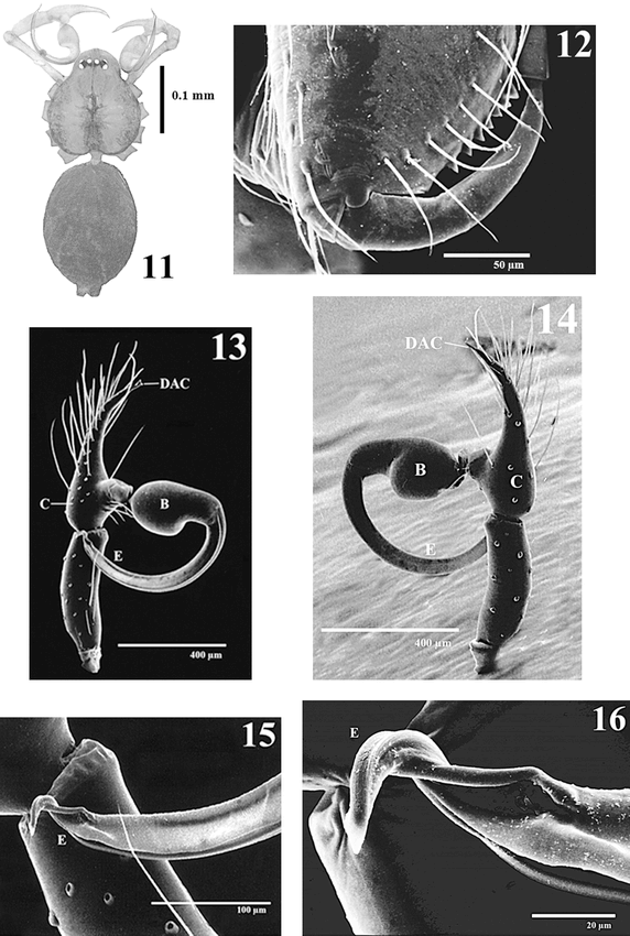 Full article: Three new species of the genus Speocera (Araneae