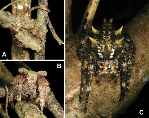 Extraordinary Discovery': Invasive Spider Captures and Feeds on