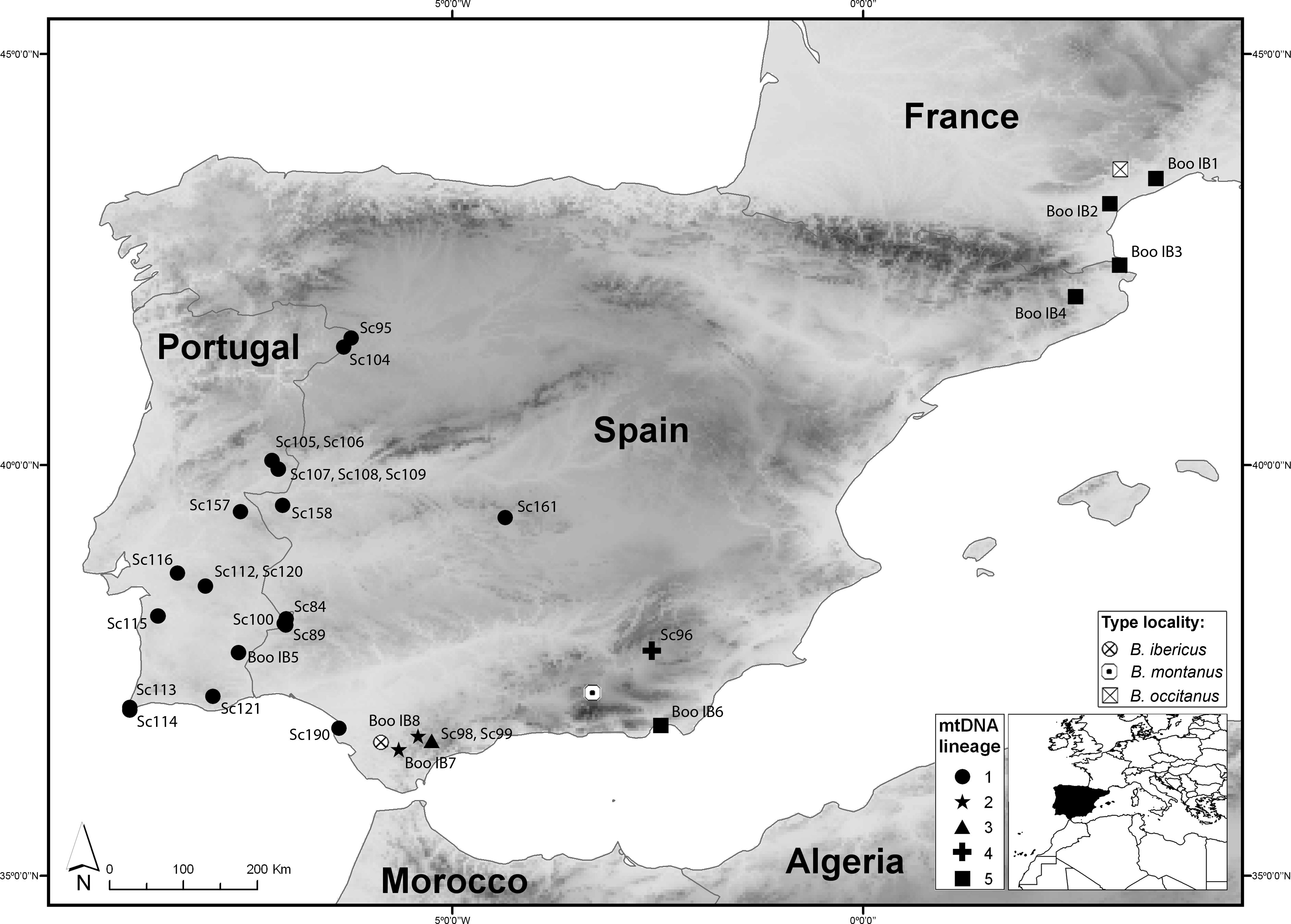 Genetic diversity within scorpions of the genus Buthus from the Iberian ...