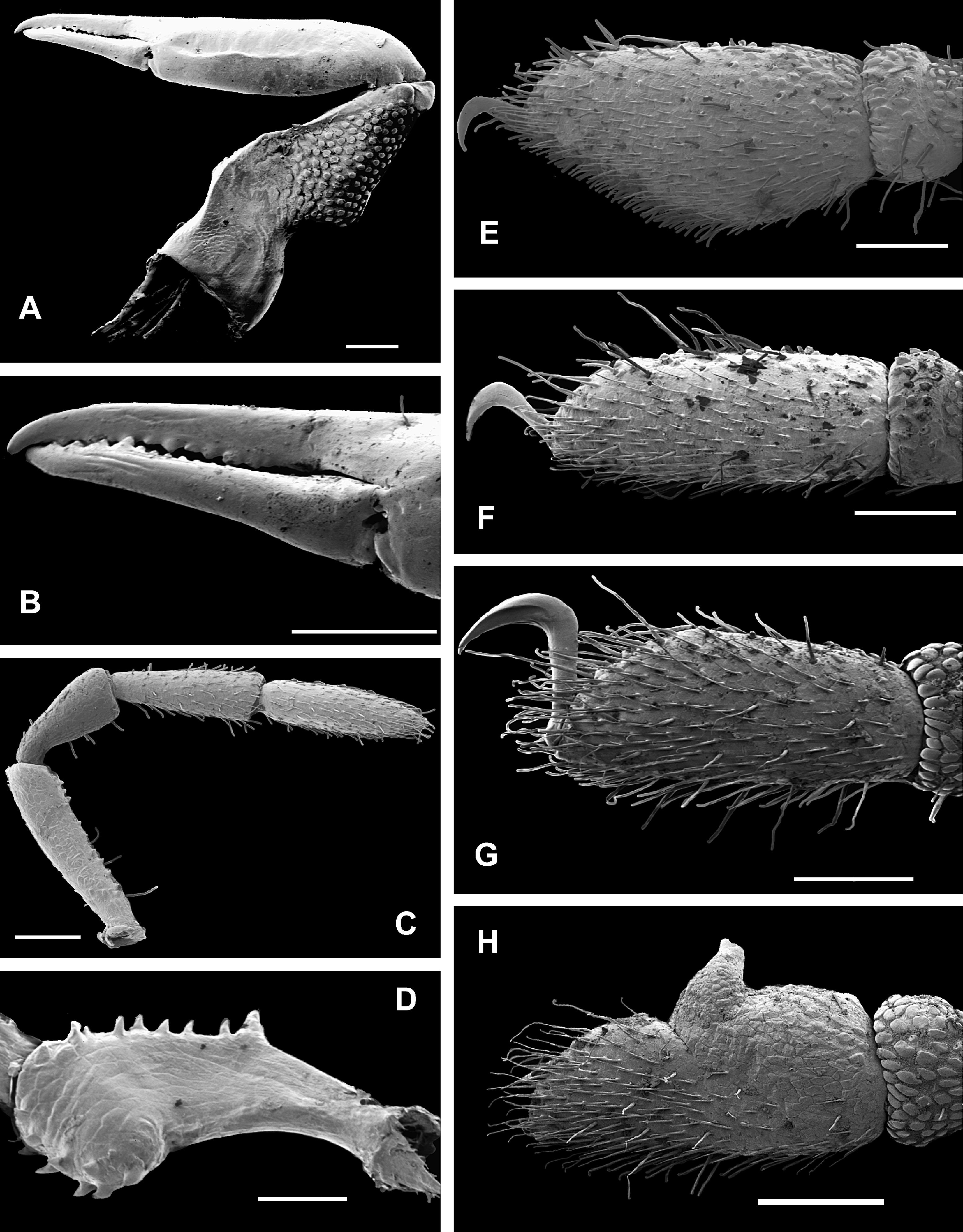 New species of mite harvestmen from the Wet Tropics of Queensland ...