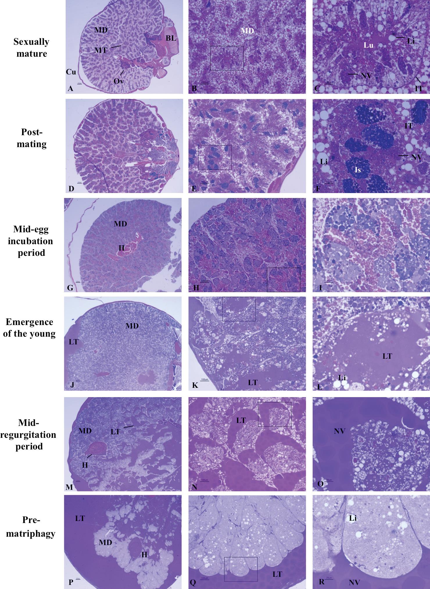 Dramatic Histological Changes Preceding Suicidal Maternal Care In The ...