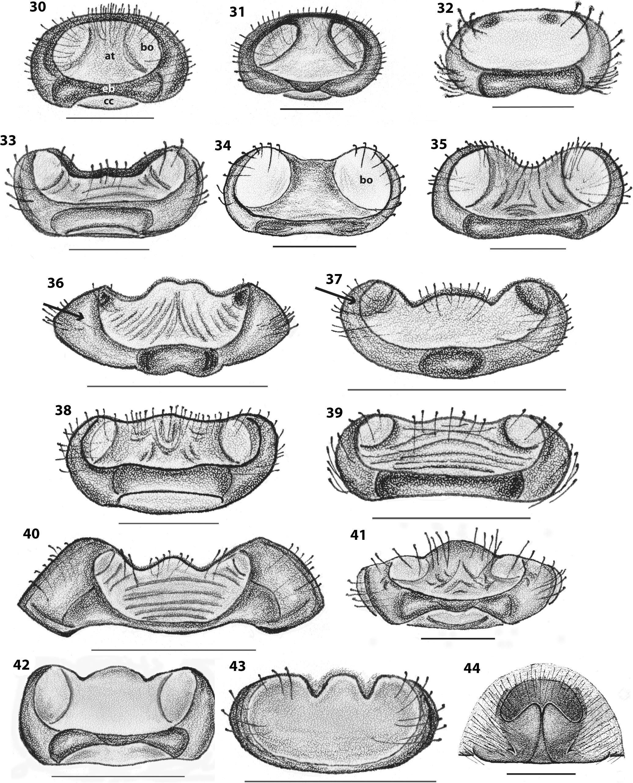 Revision And Morphological Phylogenetic Analysis Of The Funnel Web Spider Genus Agelenopsis Araneae Agelenidae