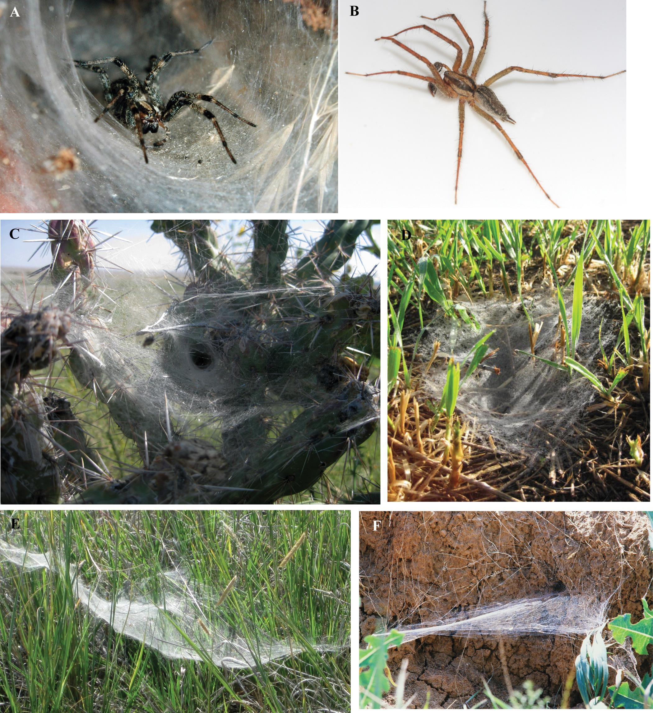 Revision And Morphological Phylogenetic Analysis Of The Funnel Web Spider Genus Agelenopsis Araneae Agelenidae