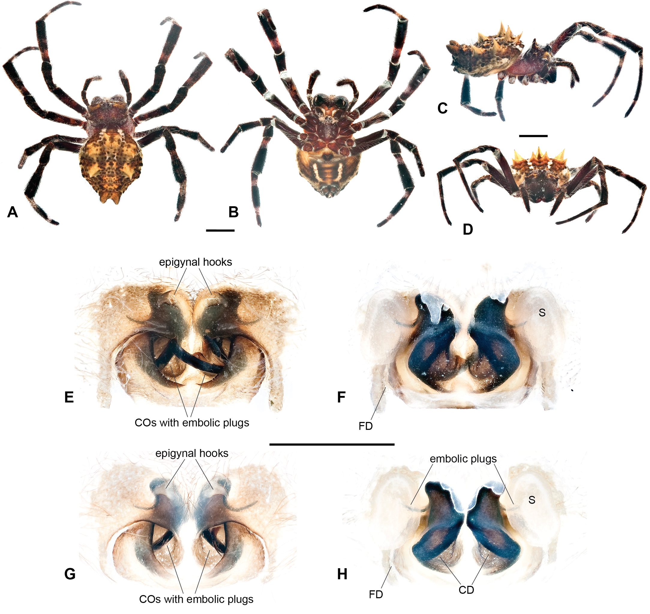 Spider Species, Humboldt County