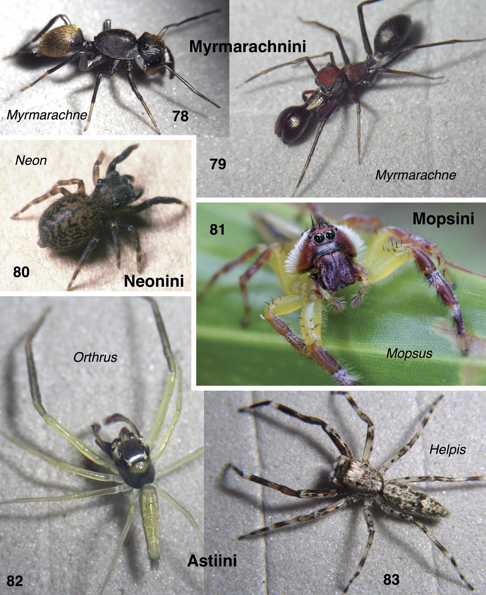 A phylogenetic classification of jumping spiders (Araneae: Salticidae)