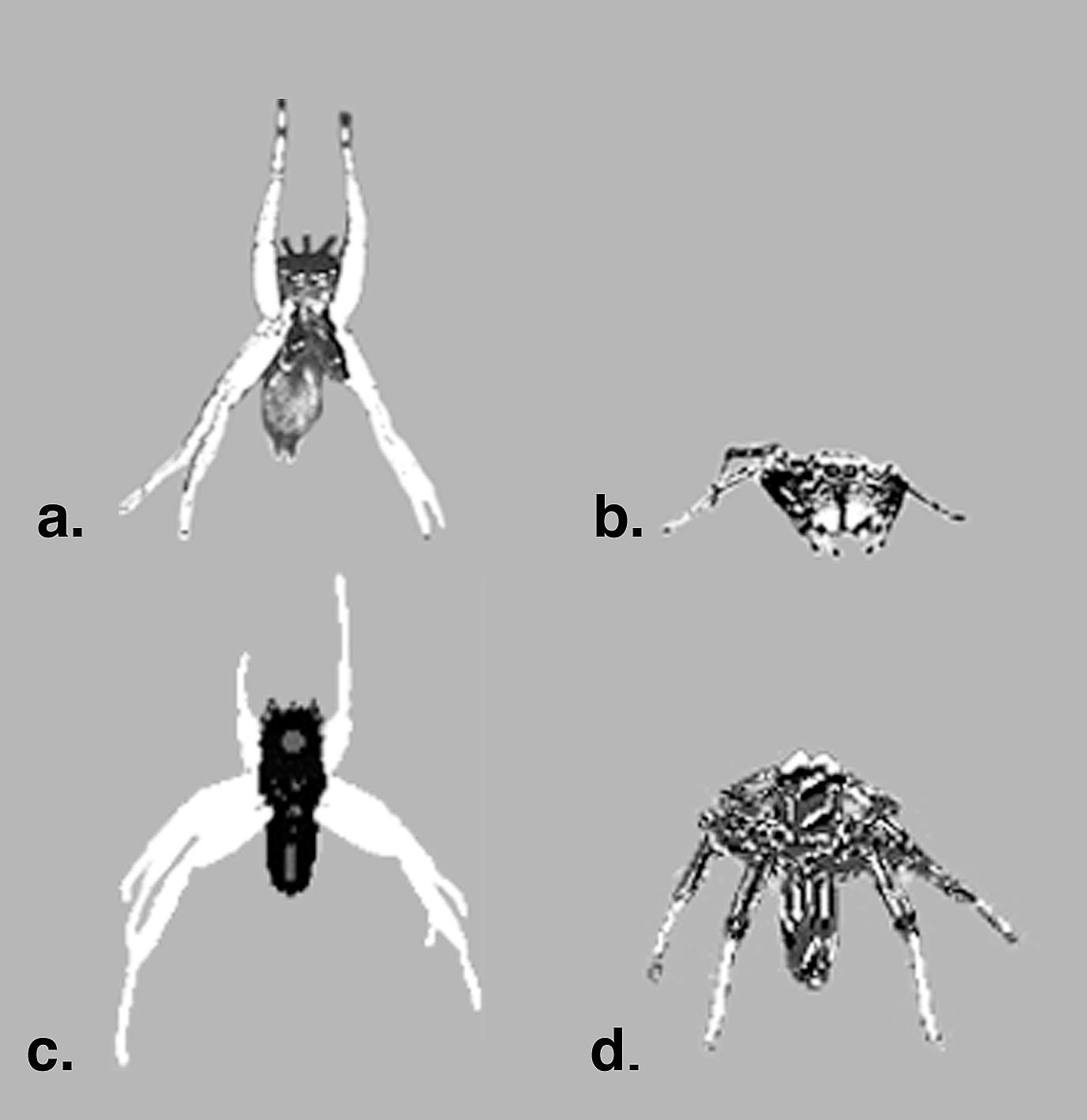Courtship and success, a spider's story.