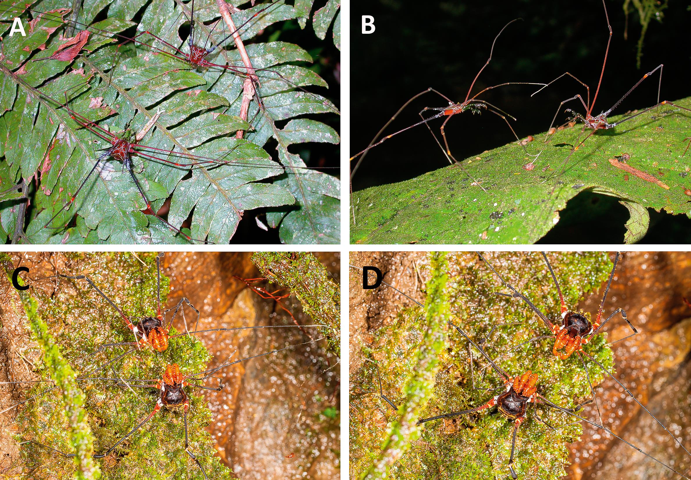 Convergent fighting behavior in two species of Neotropical harvestmen ...