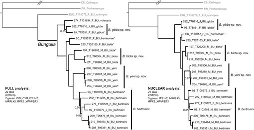 Systematics of the spiny trapdoor spider genus Bungulla 