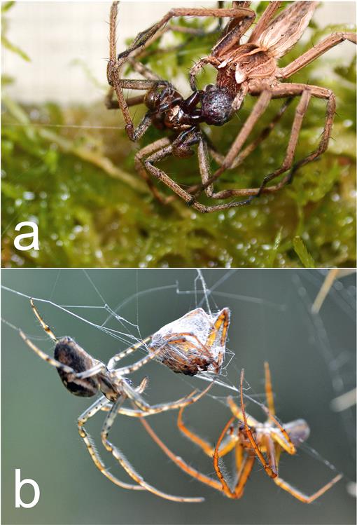 A review of the mechanisms and functional roles of male silk use