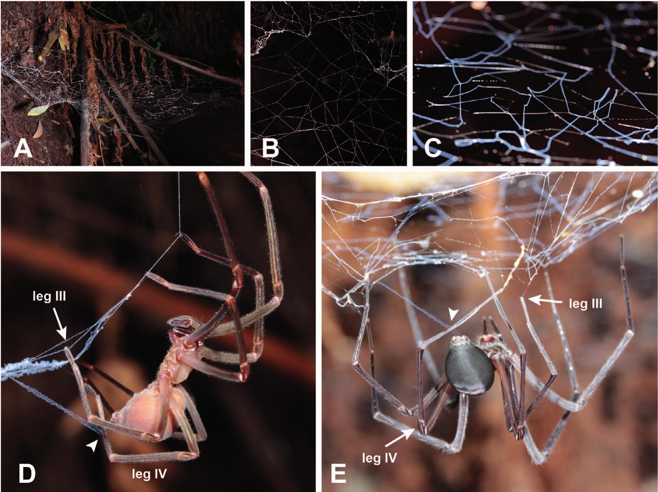 Spider Webs: Behavior, Function, and Evolution, Eberhard