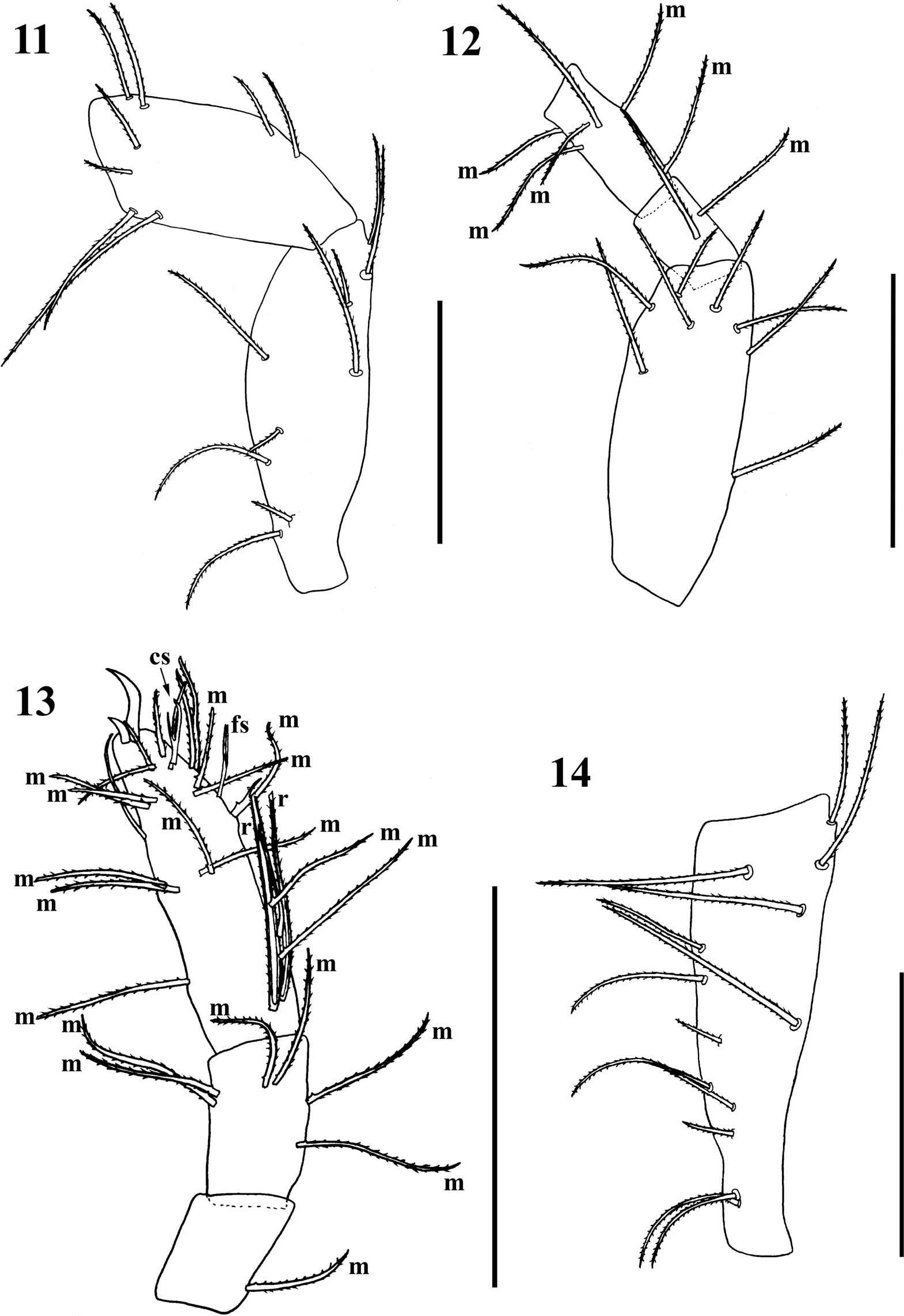 Eukoenenia igrejinha (Palpigradi: Eukoeneniidae), a new cave-dwelling ...