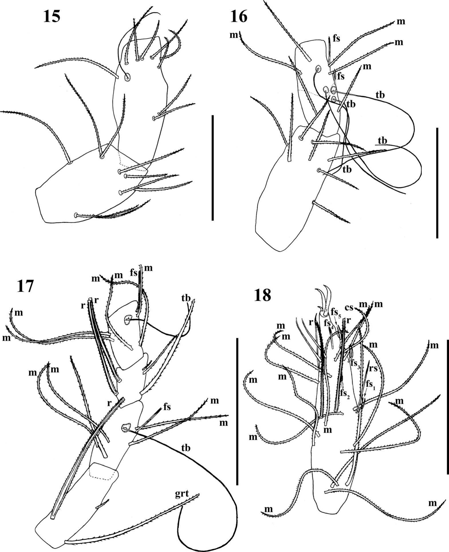 Eukoenenia igrejinha (Palpigradi: Eukoeneniidae), a new cave-dwelling ...