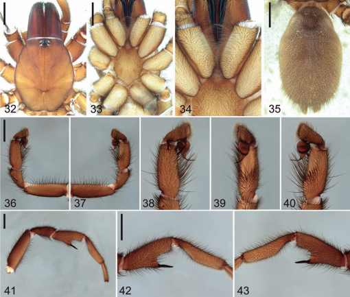 New species of wishbone spiders uncovered in field work