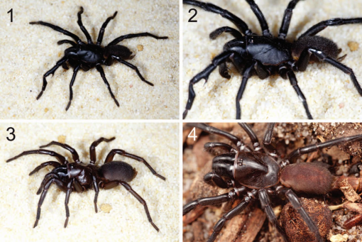 New species of wishbone spiders uncovered in field work