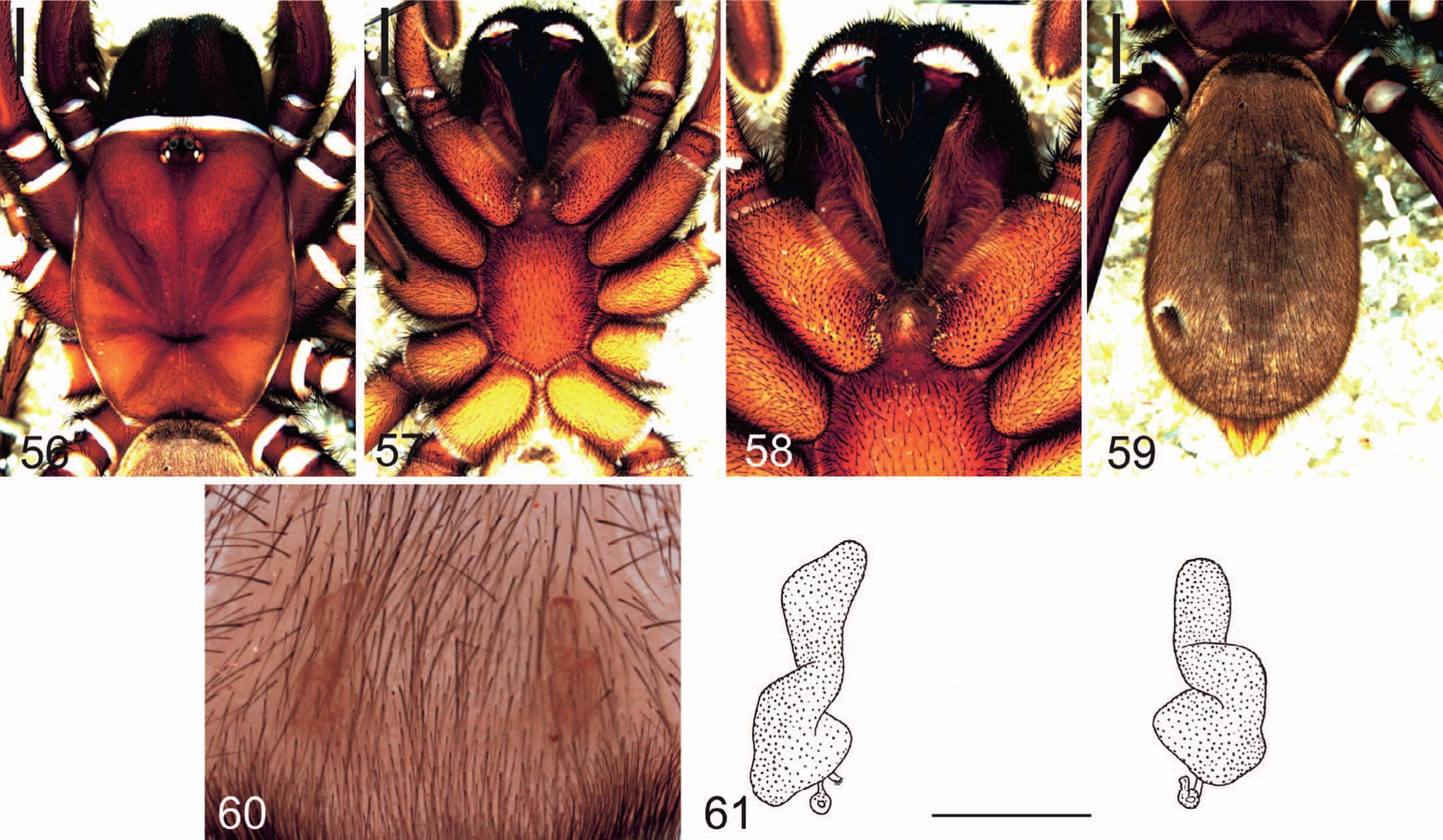 New Species Of The Open Holed Trapdoor Spider Genus Aname Araneae