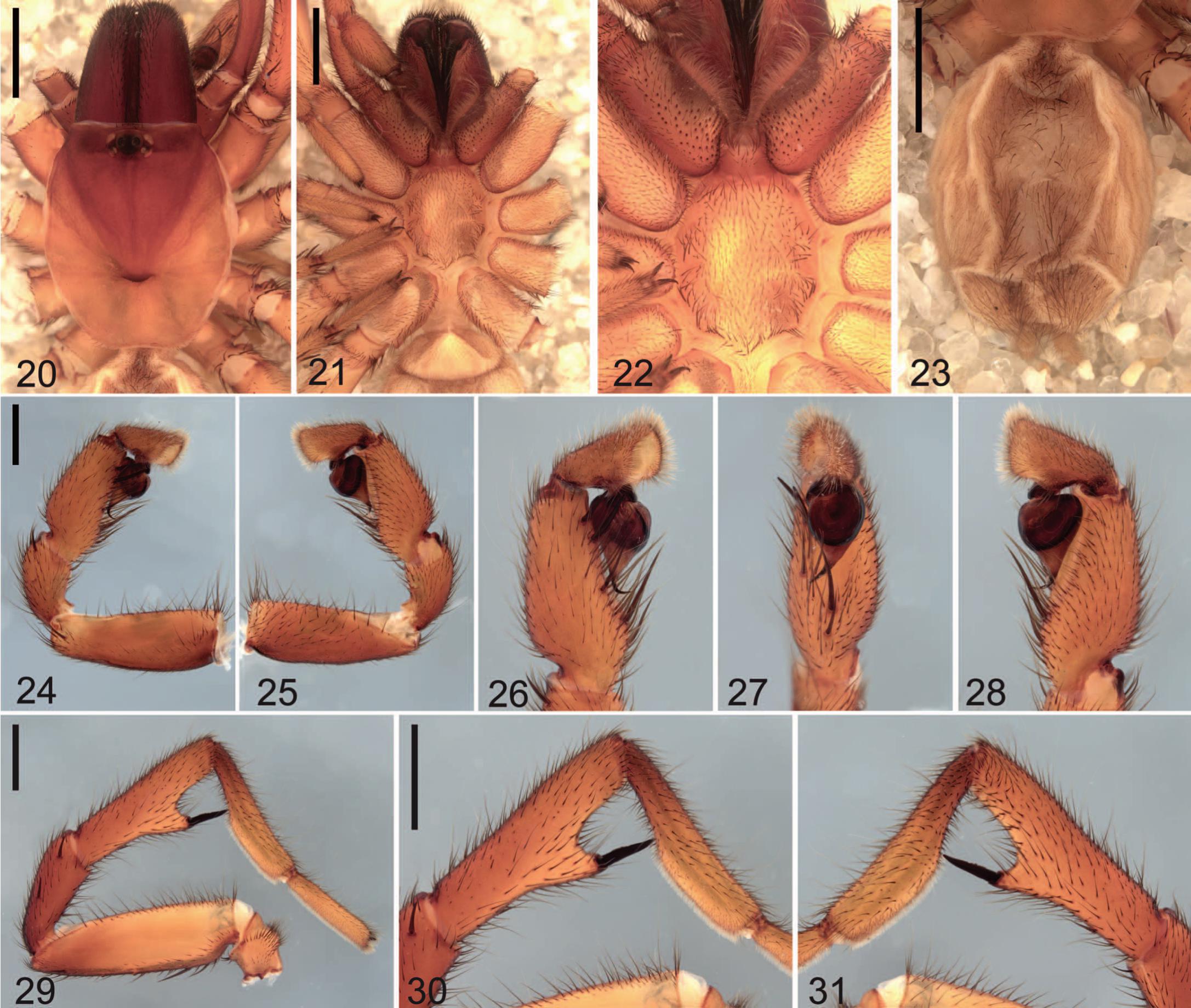 New Species Of The Open Holed Trapdoor Spider Genus Aname Araneae