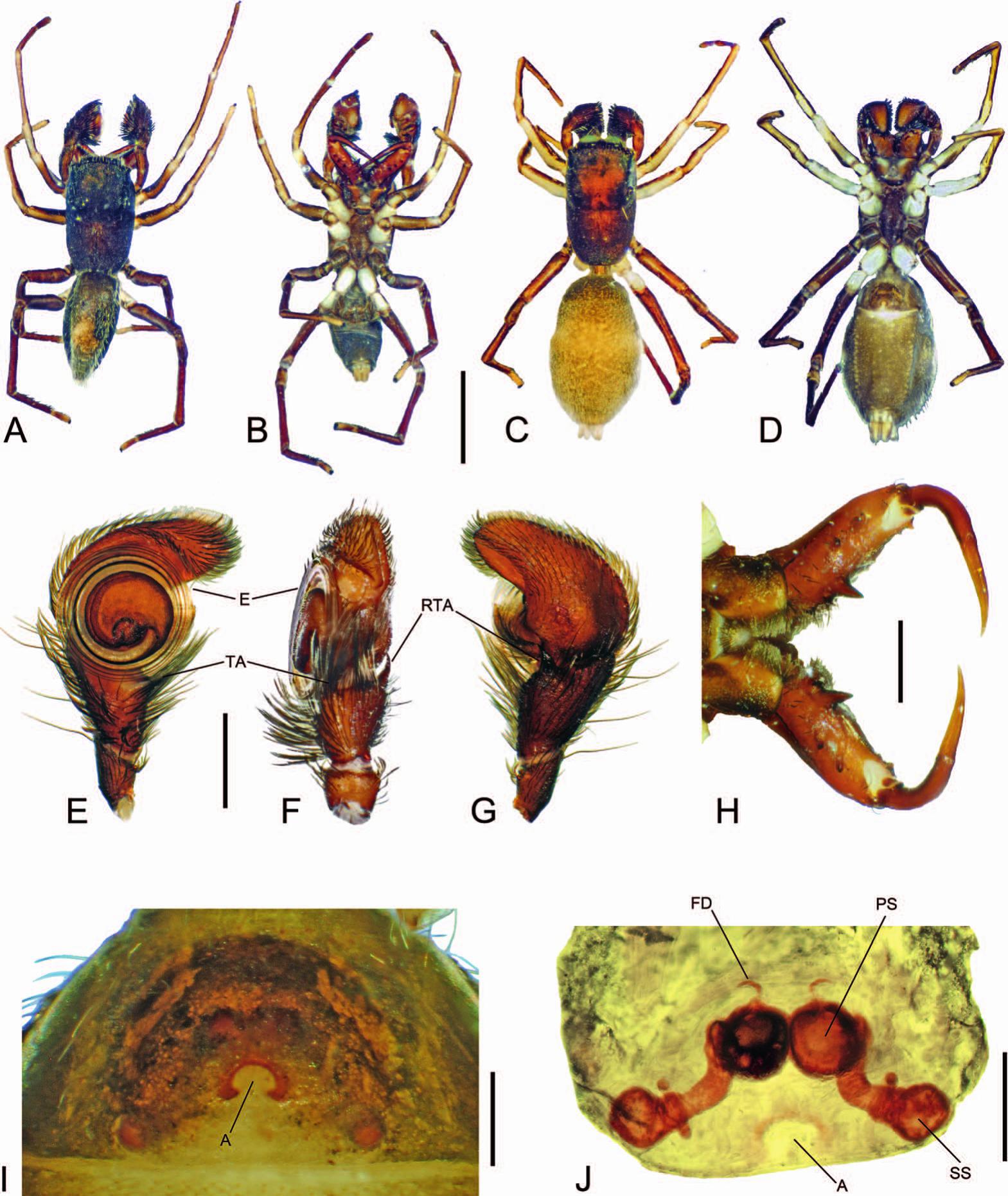 Where did spiders get their venom?, eLife Science Digests