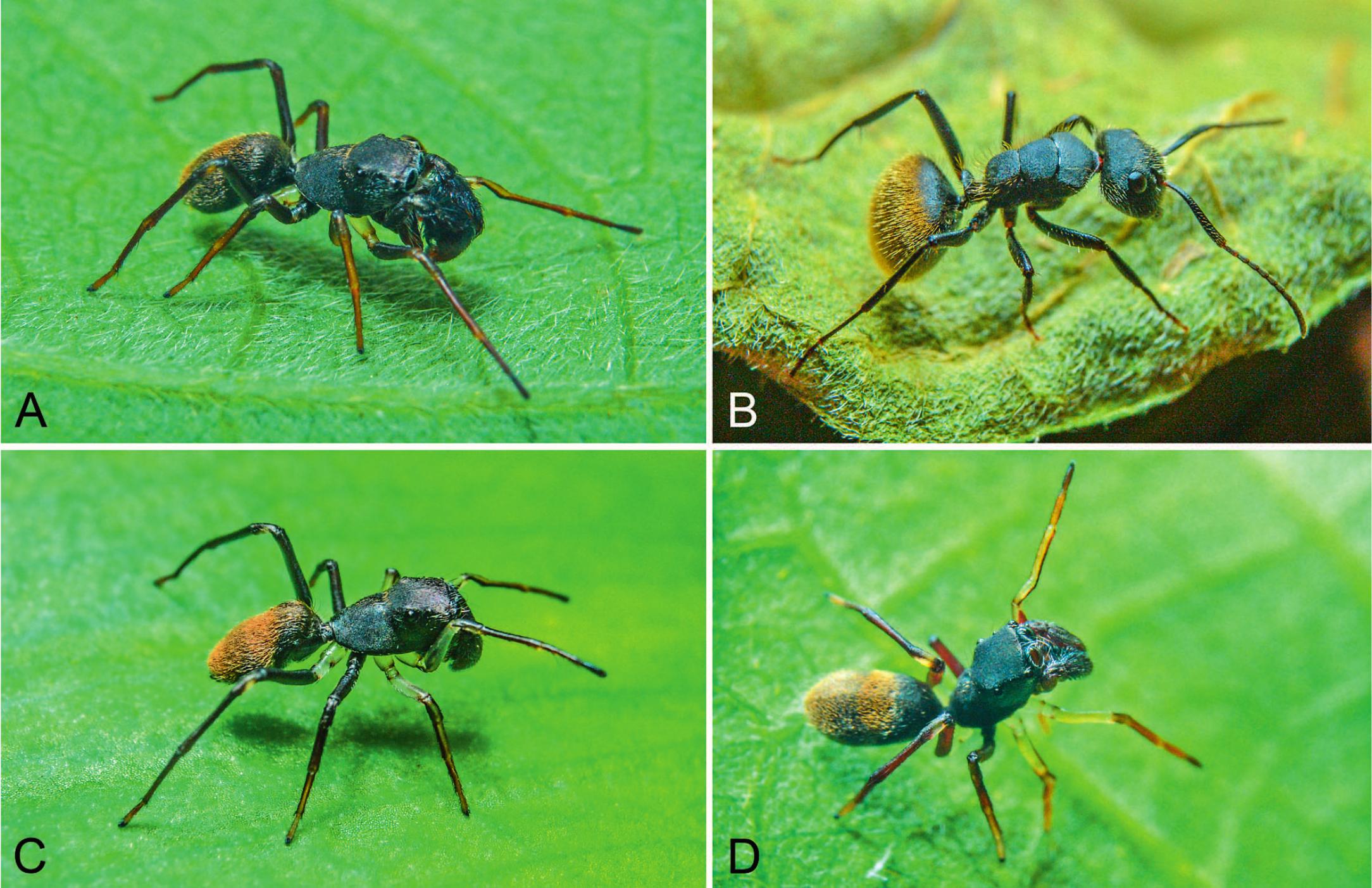 Morphological and behavioral traits associated with myrmecomorphy