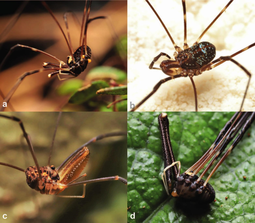Daddy Long Legs Spider: Habitat, Hunting Skills, Diet, And Venom