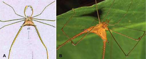 PHALANGIIDAE sp. Latreille, 1802 - Biodiversidade