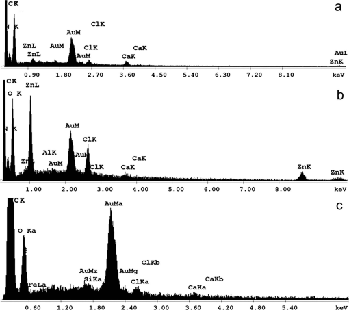 The mechanical characterization of the legs, fangs, and prosoma in