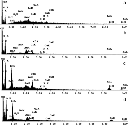 The mechanical characterization of the legs, fangs, and prosoma in