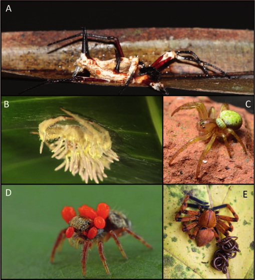 Parasites of spiders: Their impacts on host behavior and ecology
