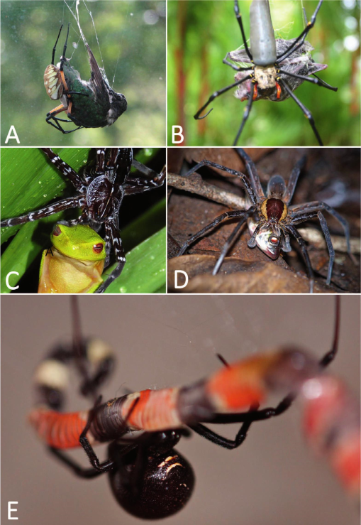 Spiders feeding on vertebrates is more common and widespread than  previously thought, geographically and taxonomically