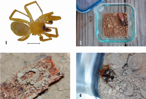 Jumping spiders have a mysterious nighttime habit