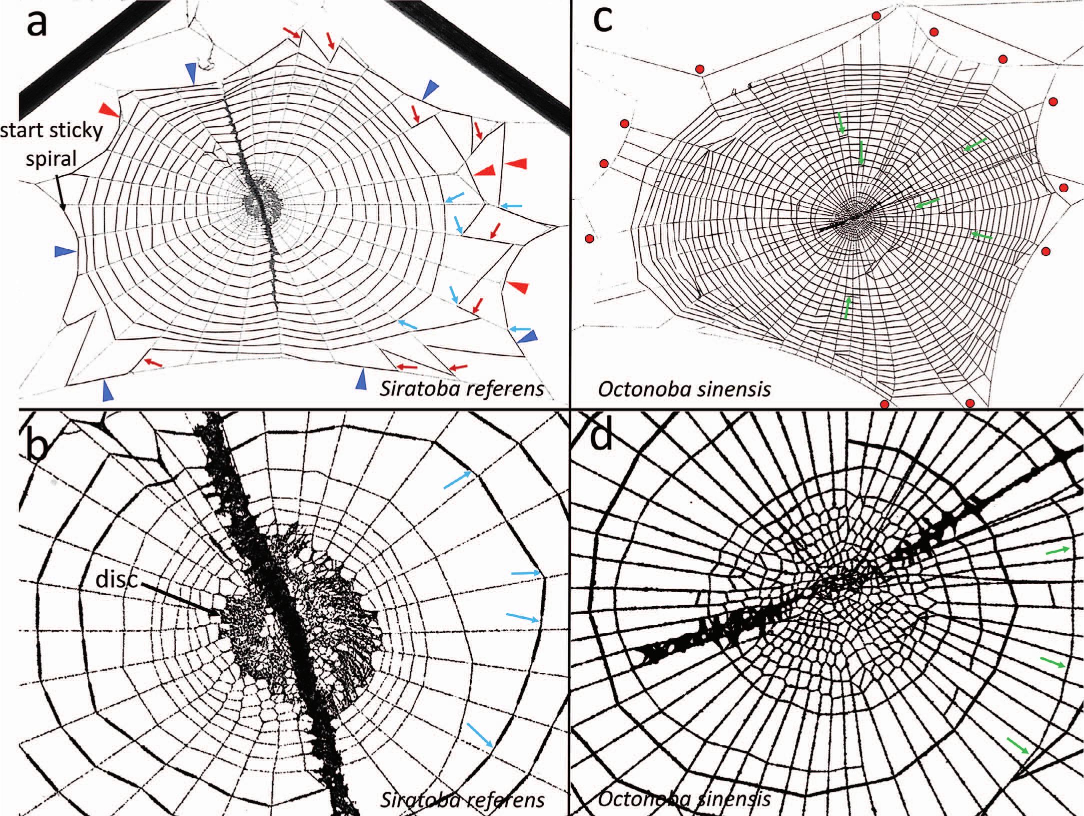 The secondary frame in spider orb webs: the detail that makes the