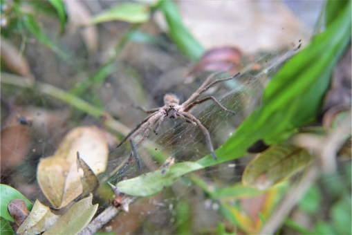 Nursery web spider  The Wildlife Trusts