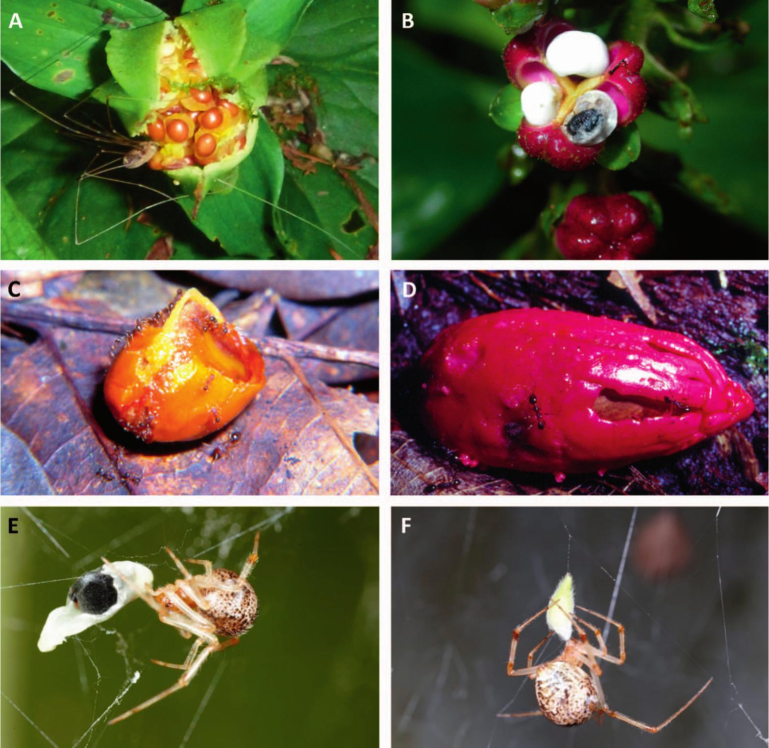 39 African Rain Spider Images, Stock Photos, 3D objects, & Vectors