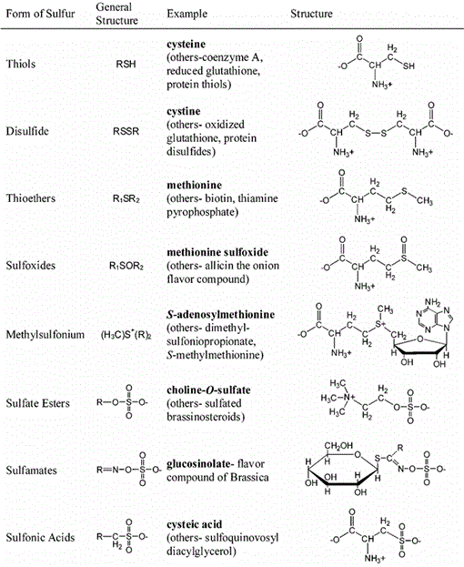 Sulfate Metabolism