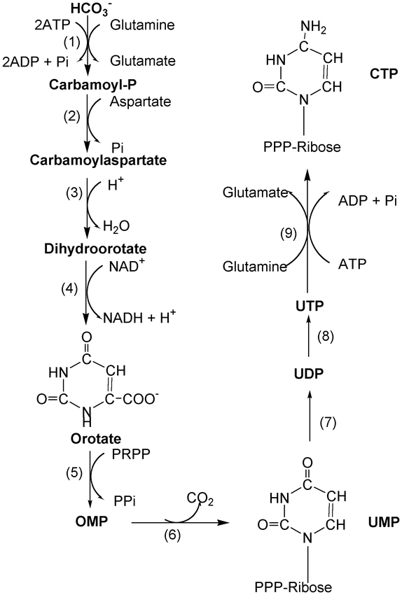 pyrimidine synthesis