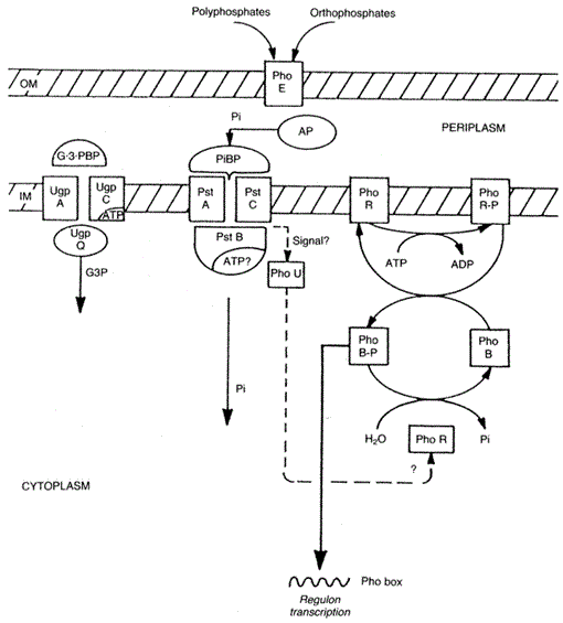 i1543-8120-1-1-1-f17.gif