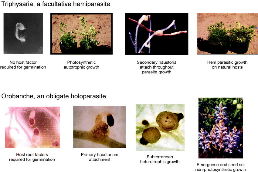 holoparasites vs hemiparasites oldalsó féreg gyógyszerek