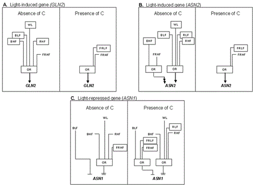 i1543-8120-31-1-1-f17.gif