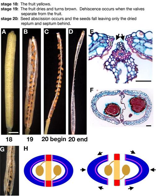 Fruit Development in Arabidopsis