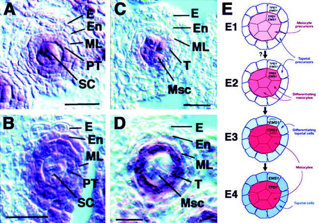 The Protein Phosphatases And Protein Kinases Of Arabidopsis Thaliana