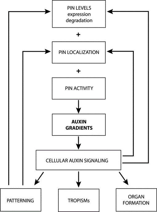 Polar Auxin Transport And Asymmetric Auxin Distribution