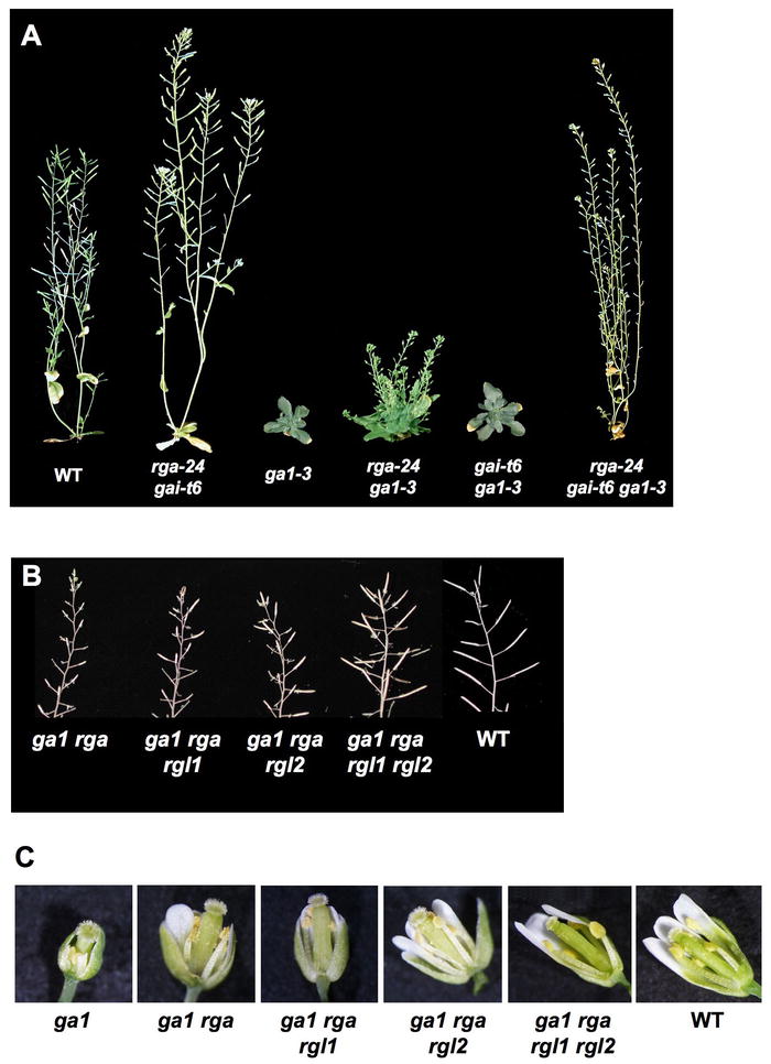 Gibberellin Metabolism Perception And Signaling Pathways In Arabidopsis