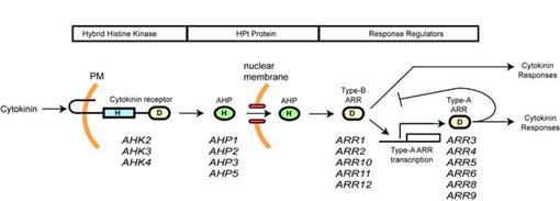 Two-Component Signaling Elements and Histidyl-Aspartyl Phosphorelays†