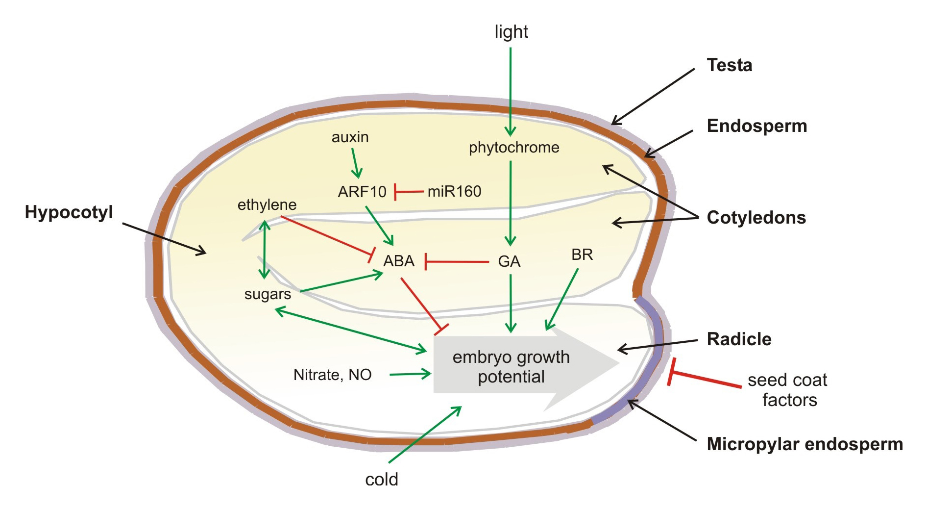 Seed Dormancy And Germination