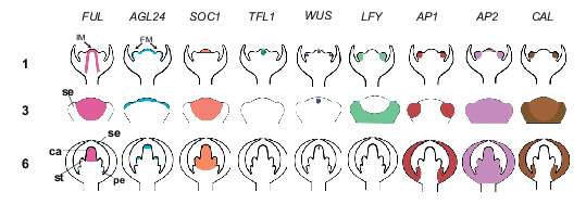 Flower Development