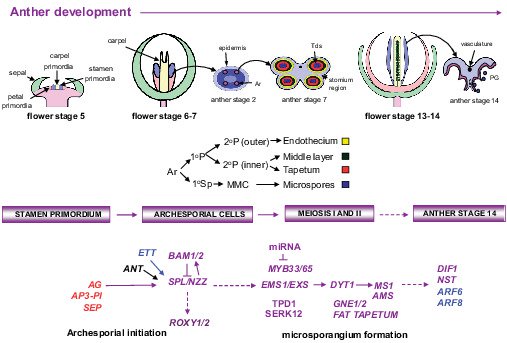 Flower Development