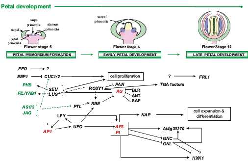 Flower Development