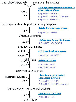 The Biosynthetic Pathways for Shikimate and Aromatic Amino Acids in ...