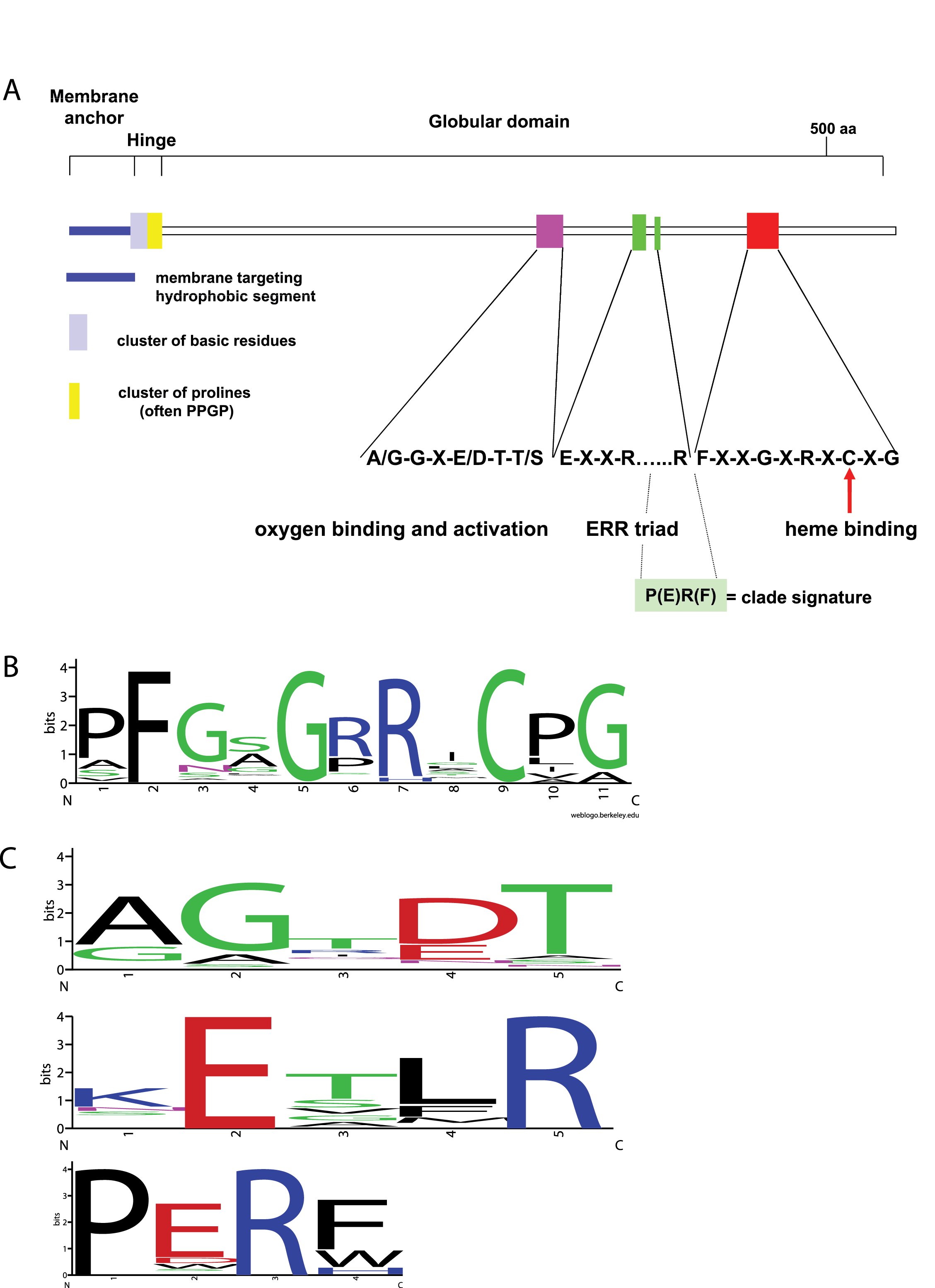 Cytochromes P450